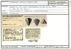 Karteikarte zum Lectotyp von Verneulina cretacea Karrer, 1870